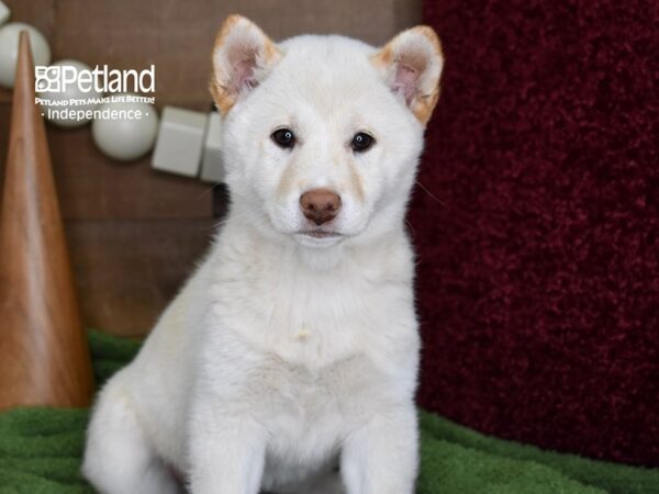 Shiba Inu-DOG-Female-Cream-4656-Petland Independence & Lee's Summit, MO