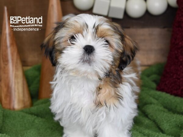 Shih Tzu DOG Male Gold & White 4638 Petland Independence, Missouri