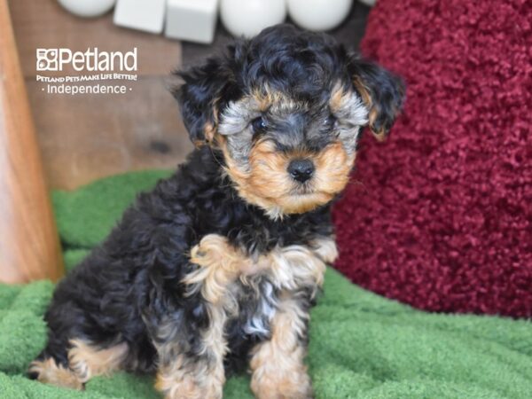 Yorkie-Poo-DOG-Female-Black & Tan-4664-Petland Independence, Missouri