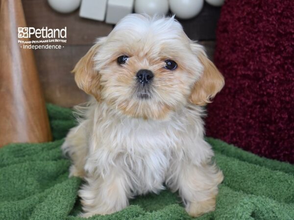 Shih Tzu DOG Male Gold 4637 Petland Independence, Missouri