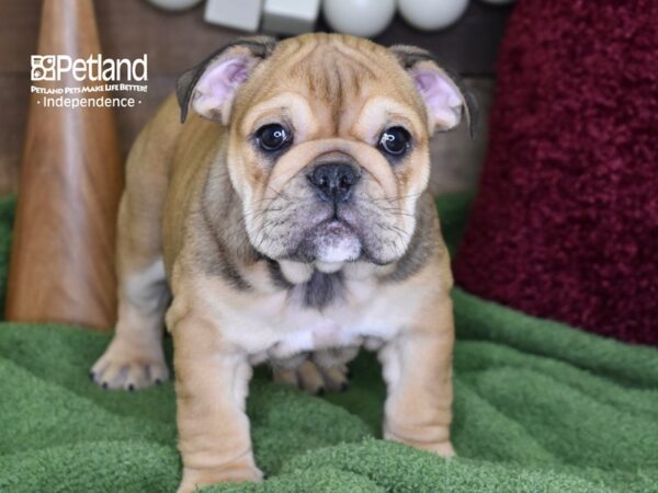 English Bulldog DOG Female Fawn 4686 Petland Independence, Missouri