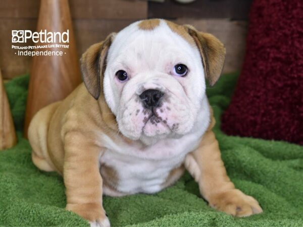 English Bulldog-DOG-Male-Tan & White-4685-Petland Independence, Missouri