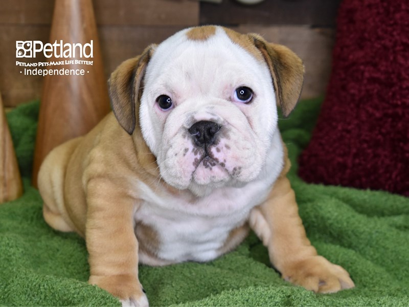 English Bulldog-DOG-Male-Tan & White-3410022-Petland Independence, Missouri