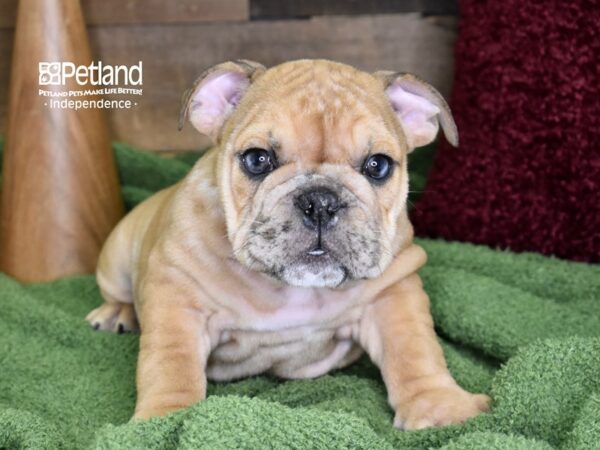 English Bulldog-DOG-Male-Fawn Merle-4684-Petland Independence & Lee's Summit, MO
