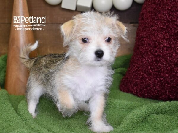 Chorkie DOG Male Sable & White 4669 Petland Independence, Missouri