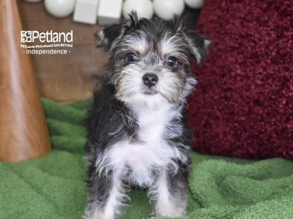 Chorkie-DOG-Female-Black, Tan & White-4668-Petland Independence, Missouri