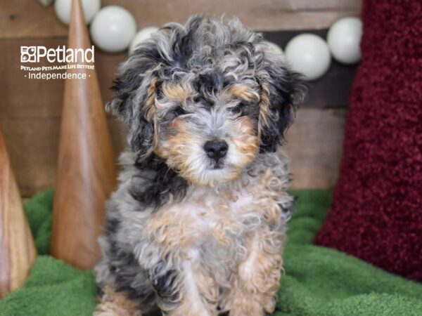 Cockapoo 2nd Generation-DOG-Male-Blue Merle-4654-Petland Independence & Lee's Summit, MO