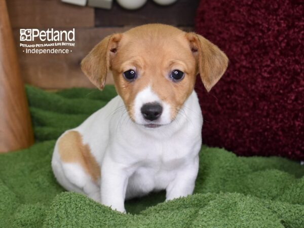 Jack Russell Terrier DOG Female Tan & White 4673 Petland Independence, Missouri
