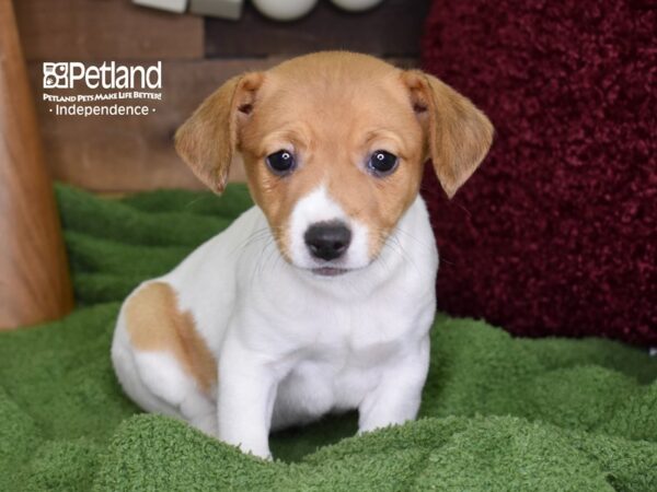Jack Russell Terrier-DOG-Female-Tan & White-4673-Petland Independence & Lee's Summit, MO