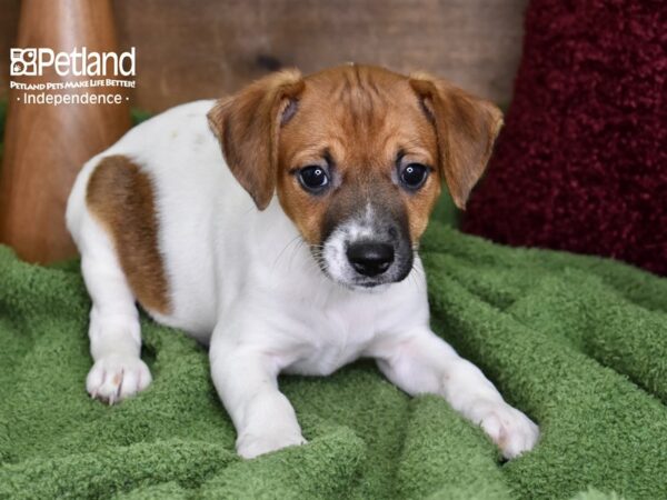 Jack Russell Terrier DOG Female Tan & White 4672 Petland Independence, Missouri