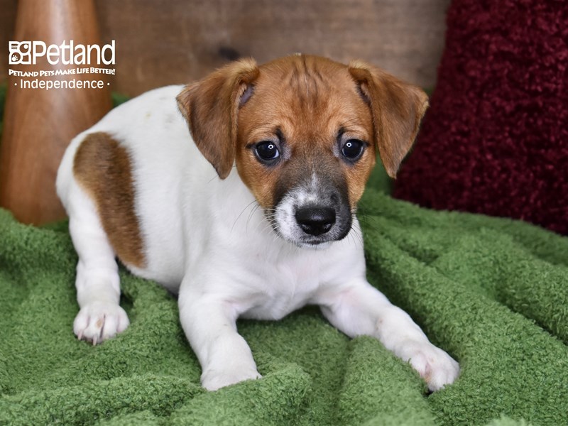 Jack Russell Terrier-DOG-Female-Tan & White-3409831-Petland Independence, Missouri