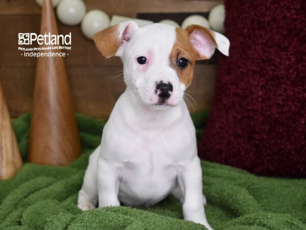 Jack Russell Terrier DOG Male Tan & White 4671 Petland Independence, Missouri