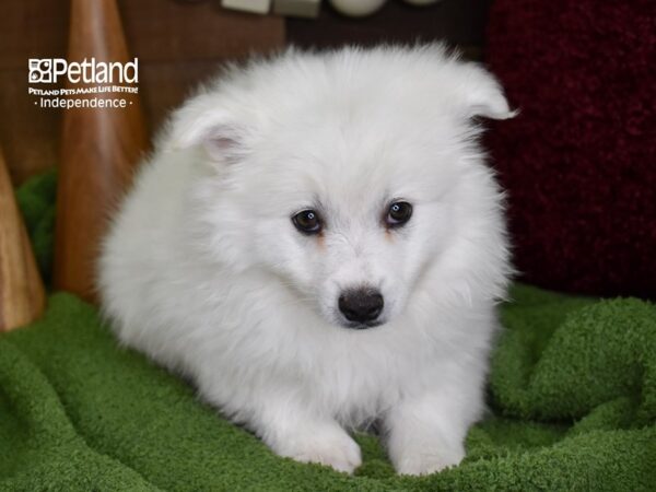 American Eskimo-DOG-Male-White-4677-Petland Independence, Missouri