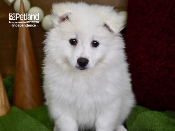 American Eskimo-DOG-Female-White-4680-Petland Independence, Missouri