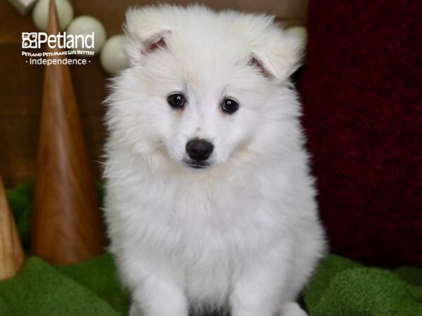 American Eskimo DOG Female White 4680 Petland Independence, Missouri