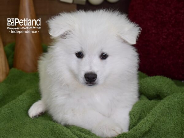 American Eskimo-DOG-Male-White-4678-Petland Independence, Missouri