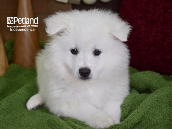 American Eskimo DOG Male White 4678 Petland Independence, Missouri