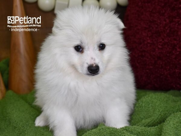 American Eskimo-DOG-Female-White-4679-Petland Independence, Missouri