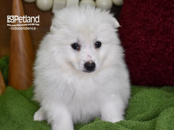 American Eskimo DOG Female White 4679 Petland Independence, Missouri