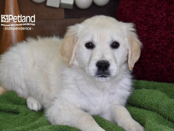 Golden Retriever DOG Female Light Golden 4683 Petland Independence, Missouri