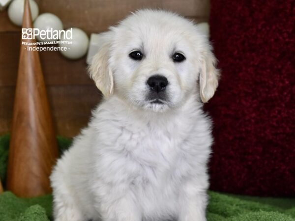 Golden Retriever-DOG-Male-Light Golden-4681-Petland Independence & Lee's Summit, MO