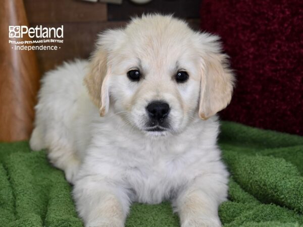 Golden Retriever DOG Male Light Golden 4682 Petland Independence, Missouri