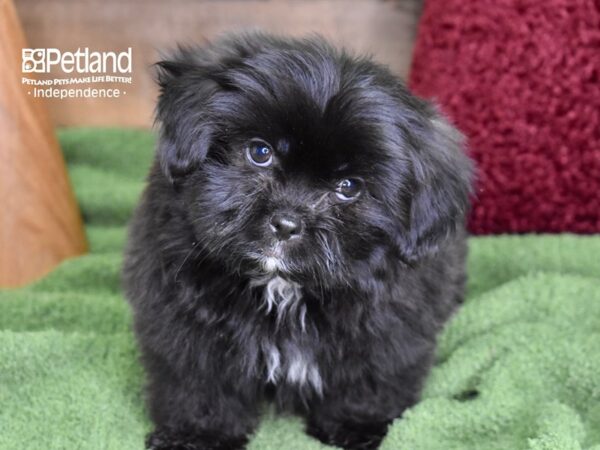 Shiranian-DOG-Male-Black-4690-Petland Independence & Lee's Summit, MO