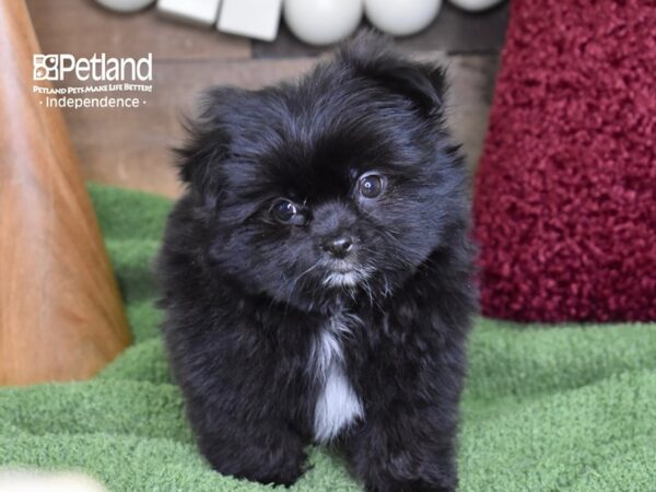 Shiranian-DOG-Male-Black-4691-Petland Independence & Lee's Summit, MO