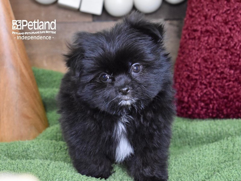 Shiranian breeders best sale