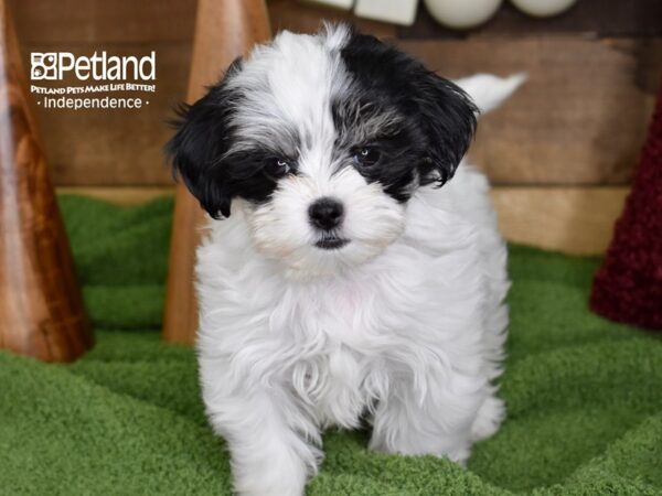 Shih Poo DOG Female Black & White 4689 Petland Independence, Missouri