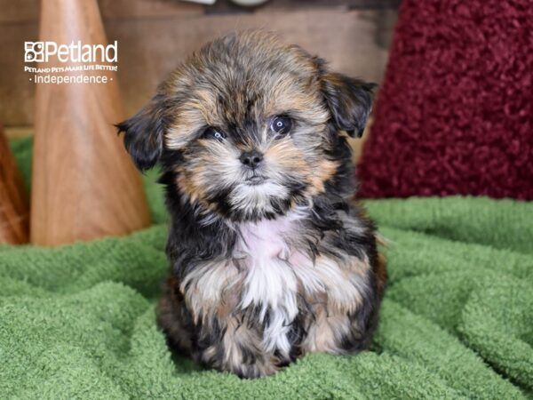 Shih Poo-DOG-Male-Sable-4688-Petland Independence, Missouri