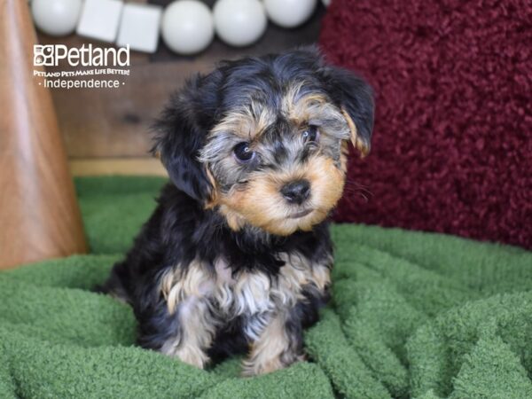 Yorkie-Poo DOG Female Black & Tan 4687 Petland Independence, Missouri