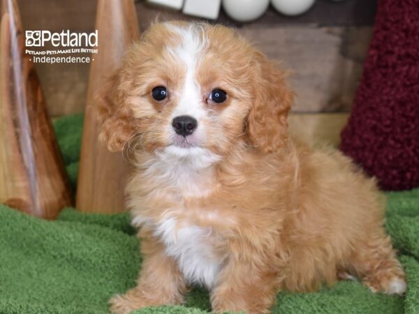 Cavapoo-DOG-Male-Red-4674-Petland Independence & Lee's Summit, MO