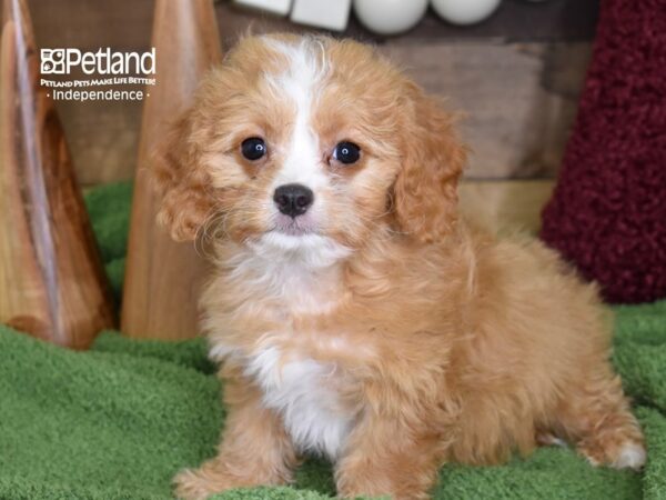 Cavapoo DOG Male Red 4674 Petland Independence, Missouri