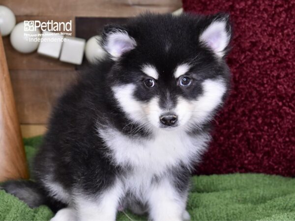 Pomsky-DOG-Male-Black & White-4695-Petland Independence, Missouri