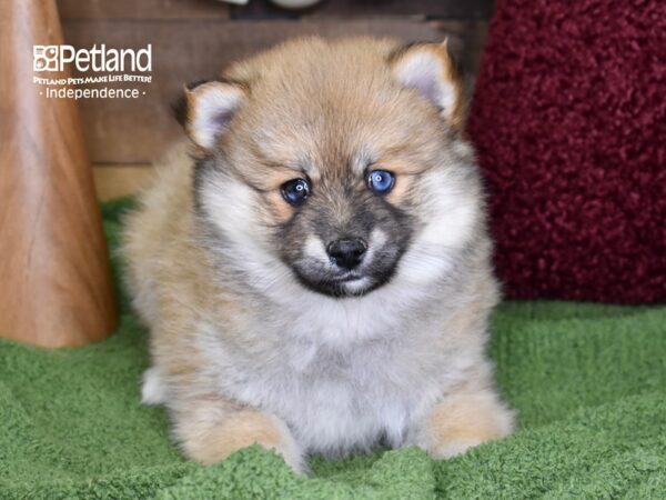 Pomsky DOG Female Sable 4696 Petland Independence, Missouri