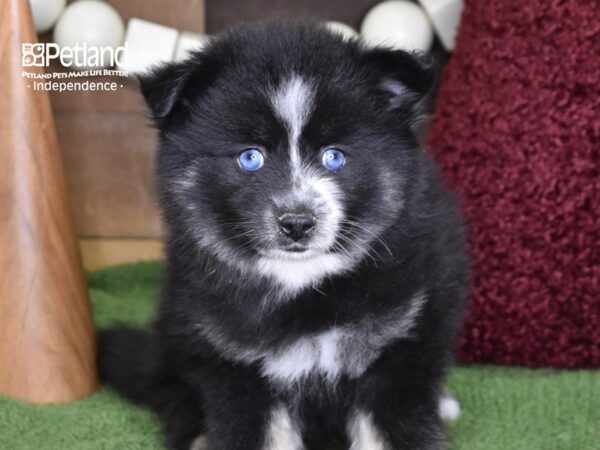 Pomsky-DOG-Male-Black & White-4697-Petland Independence, Missouri