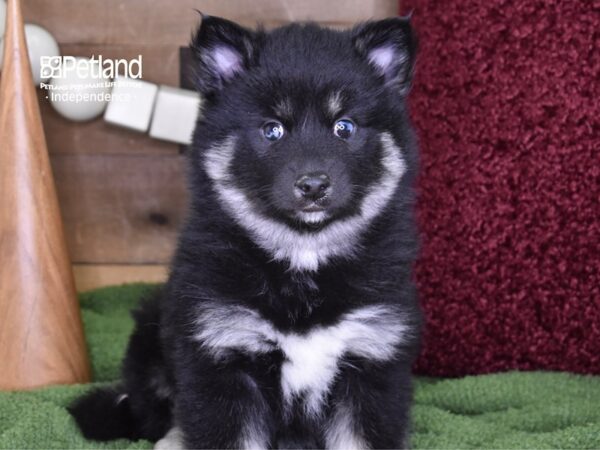 Pomsky DOG Female Black & White 4698 Petland Independence, Missouri