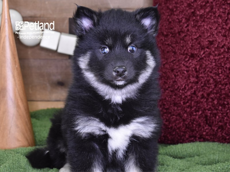 Pomsky-DOG-Female-Black & White-3419894-Petland Independence, Missouri