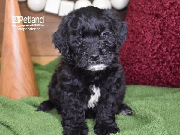 Miniature Goldendoodle DOG Male Black 4693 Petland Independence, Missouri