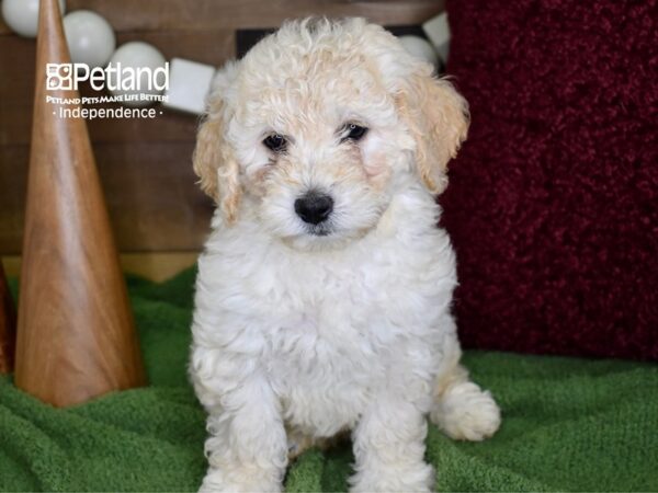 Miniature Goldendoodle DOG Female Light Golden 4692 Petland Independence, Missouri