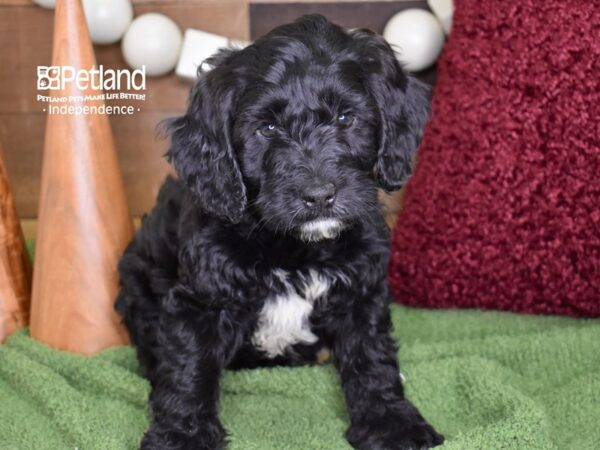 Miniature Goldendoodle DOG Male Black 4694 Petland Independence, Missouri