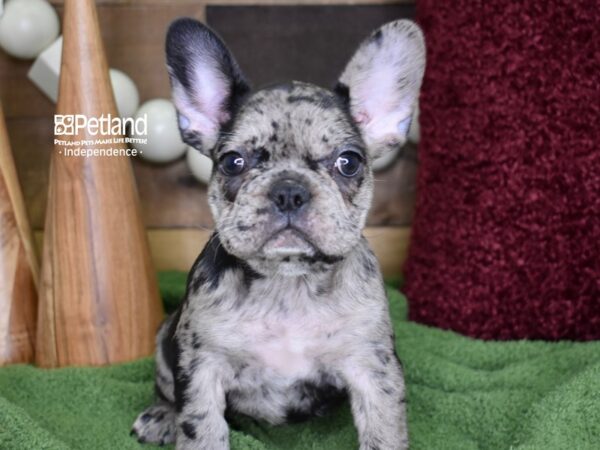 French Bulldog DOG Female Merle 4714 Petland Independence, Missouri