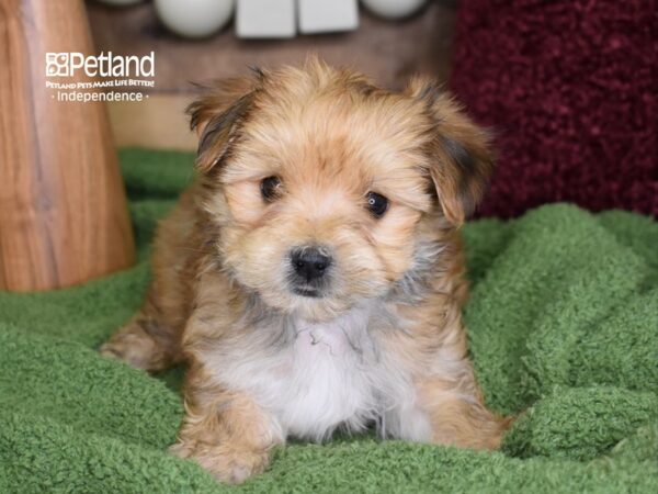 Morkie-DOG-Male-Sable-4704-Petland Independence & Lee's Summit, MO