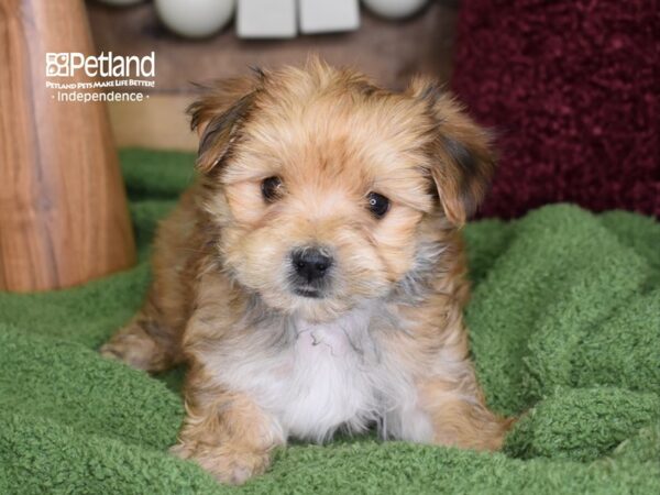 Morkie DOG Male Sable 4704 Petland Independence, Missouri