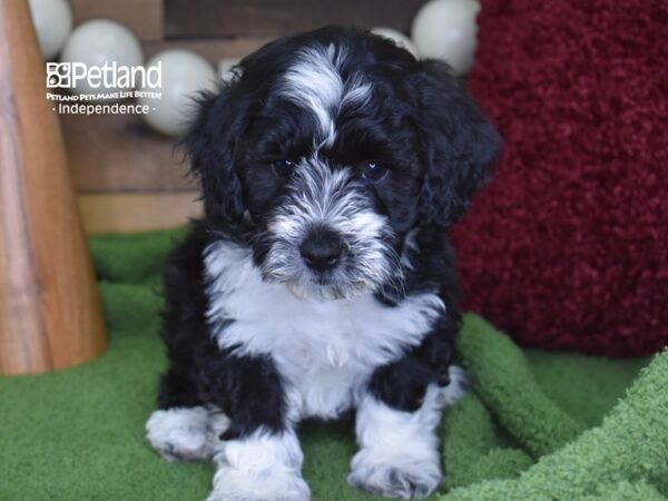 Schnoodle DOG Female Black & White 4703 Petland Independence, Missouri