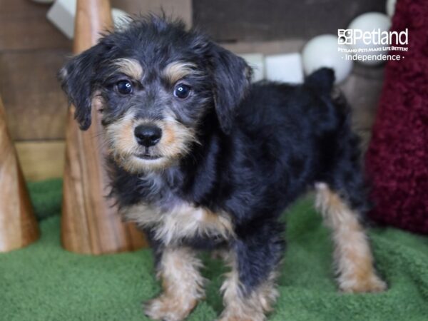 Schnoodle DOG Male Black & Tan 4702 Petland Independence, Missouri