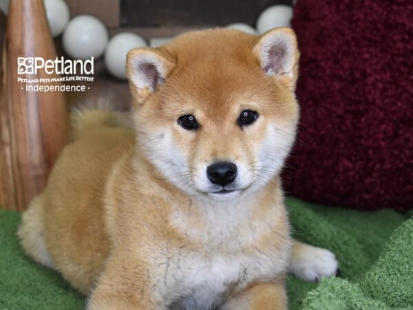 Shiba Inu-DOG-Male-Red Sesame-4701-Petland Independence & Lee's Summit, MO