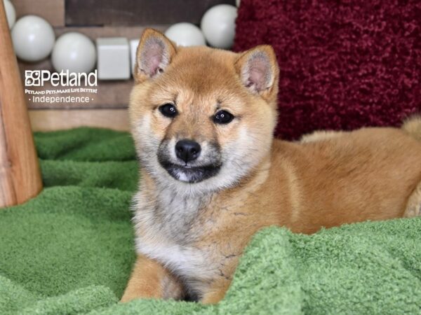 Shiba Inu-DOG-Female-Red Sesame-4700-Petland Independence & Lee's Summit, MO