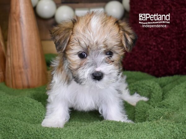 Morkie DOG Female Tan & White 4706 Petland Independence, Missouri